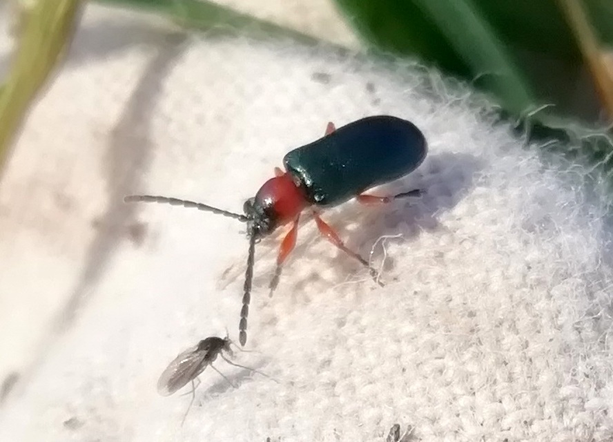 Oulema melanopus/duftschmidi