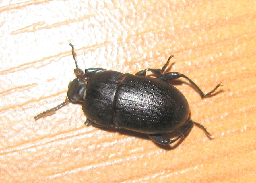 Pedinus femoralis - gyökérrágó gyászbogár