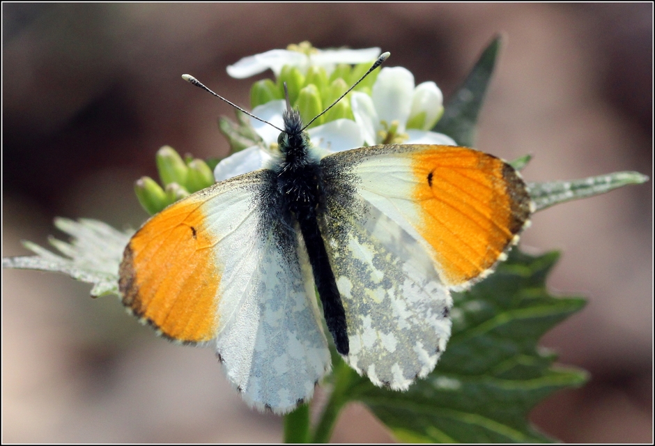 Anthocharis cardamines - hajnalpírlepke