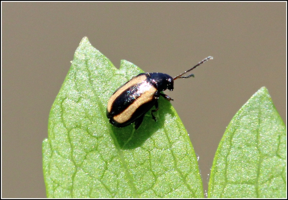 Phyllotreta