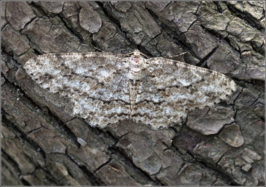 Ectropis crepuscularia - avararaszoló