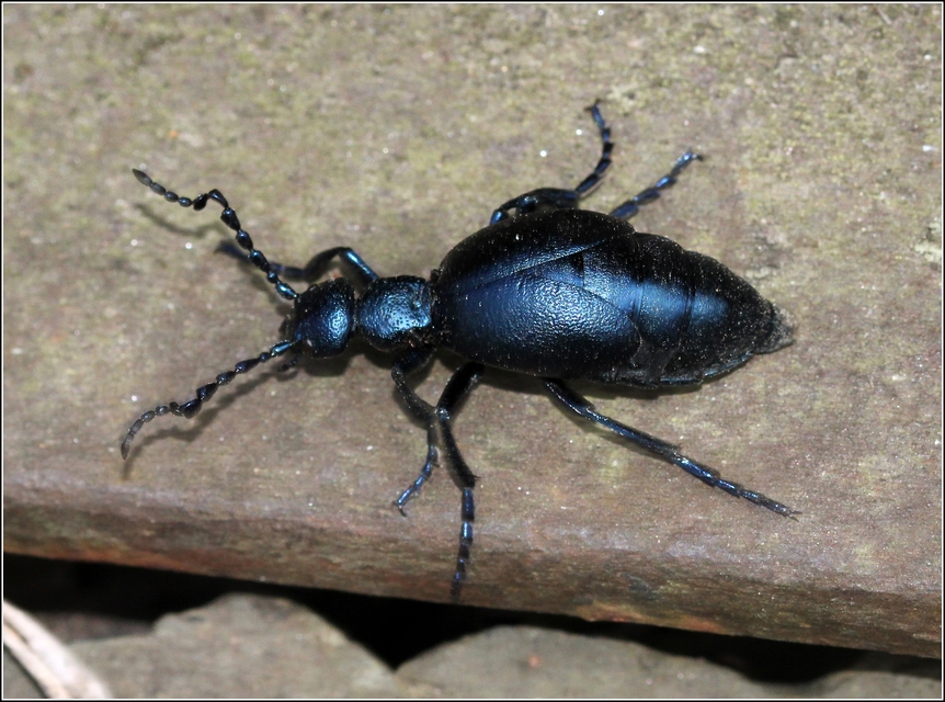 Meloe violaceus - kék nünüke