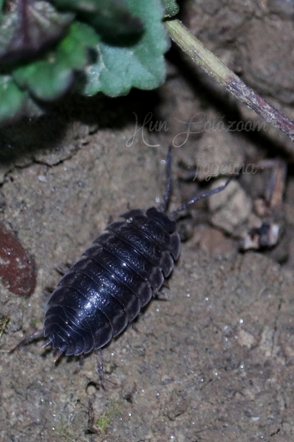 Trachelipus
