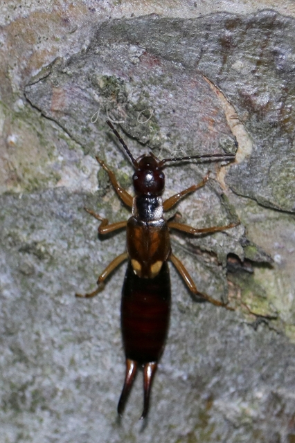 Forficula auricularia - közönséges fülbemászó
