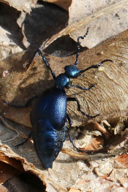 Meloe violaceus - kék nünüke