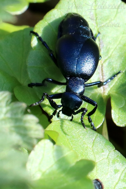 Meloe violaceus - kék nünüke