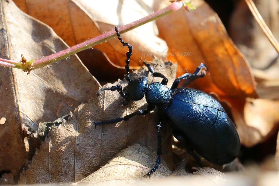 Meloe violaceus - kék nünüke