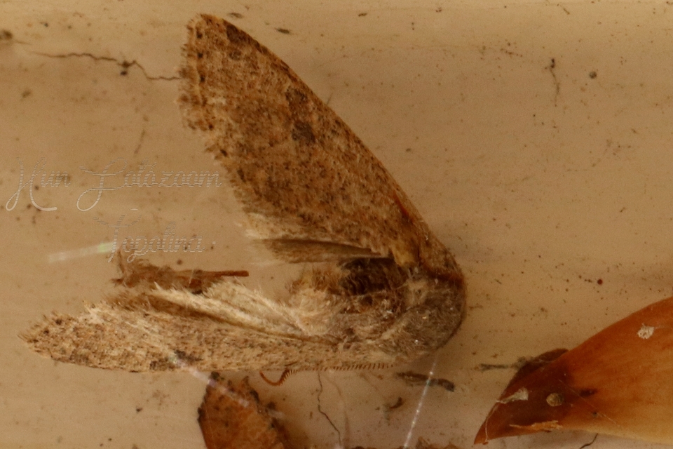 Orthosia cruda - kis barkabagoly