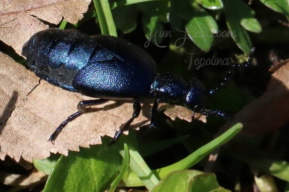 Meloe violaceus - kék nünüke