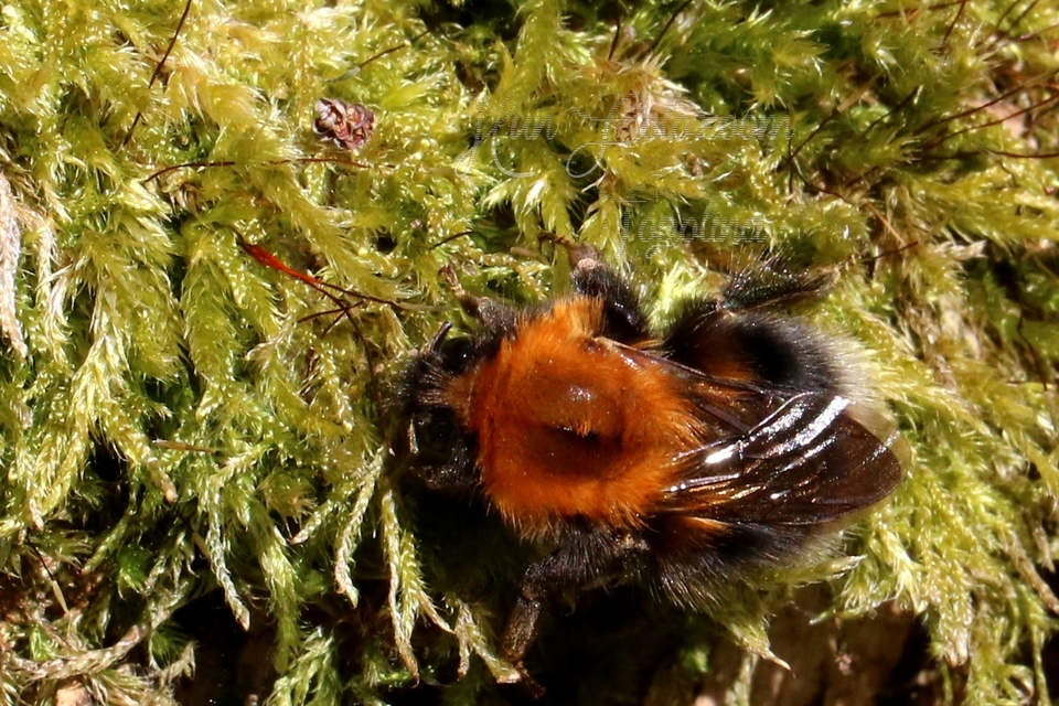 Bombus hypnorum - mohás poszméh