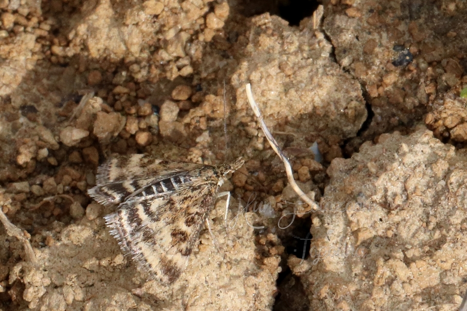 Pyrausta despicata - réti bíbormoly