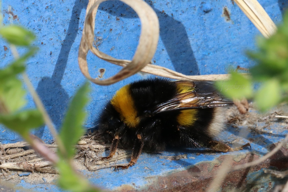 Bombus terrestris - földi poszméh