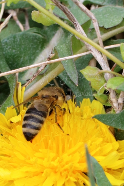 Apis mellifera - háziméh