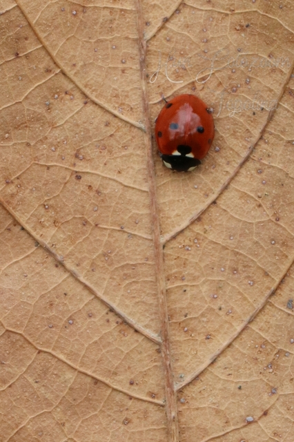 Coccinella septempunctata - hétpettyes katica