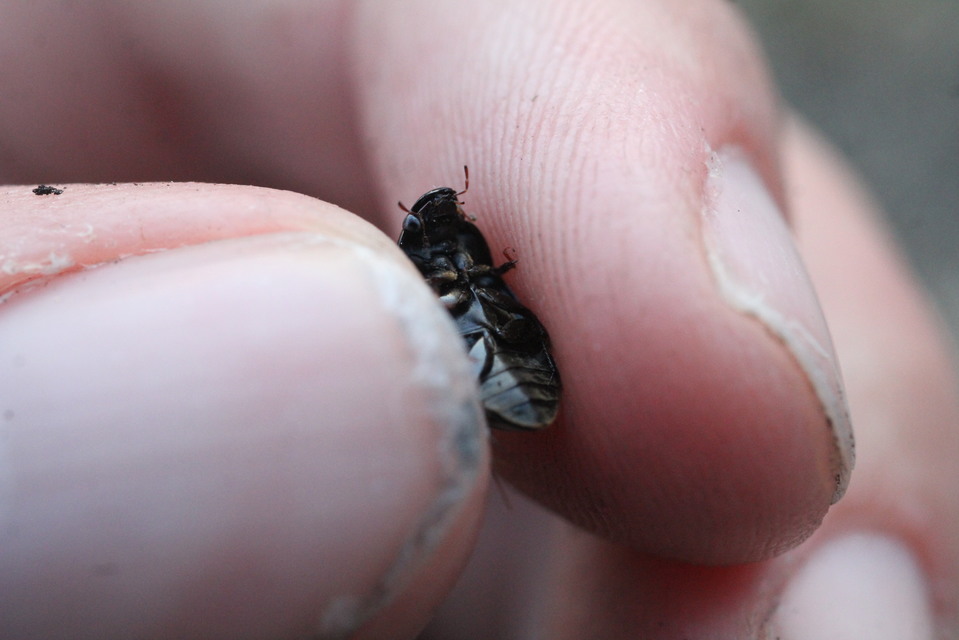 Limnoxenus niger - fekete csibor