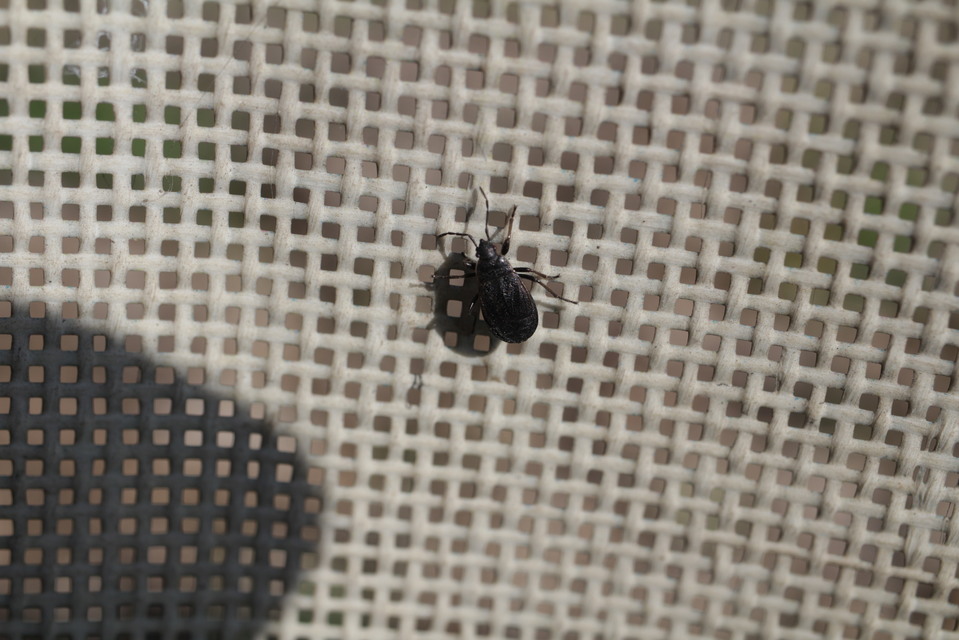 Pyrrhocoris marginatus - szegélyes bodobács