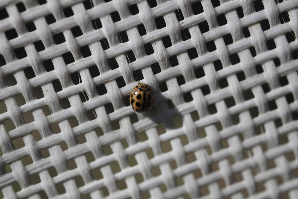 Tytthaspis sedecimpunctata - tizenhatpettyes katica