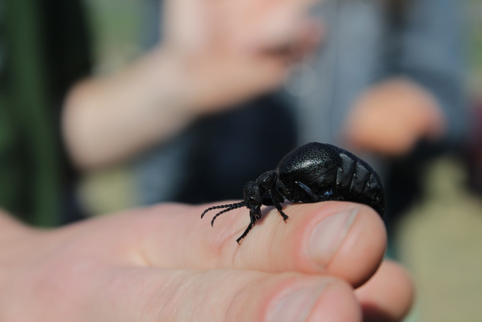 Meloe cicatricosus - óriásnünüke