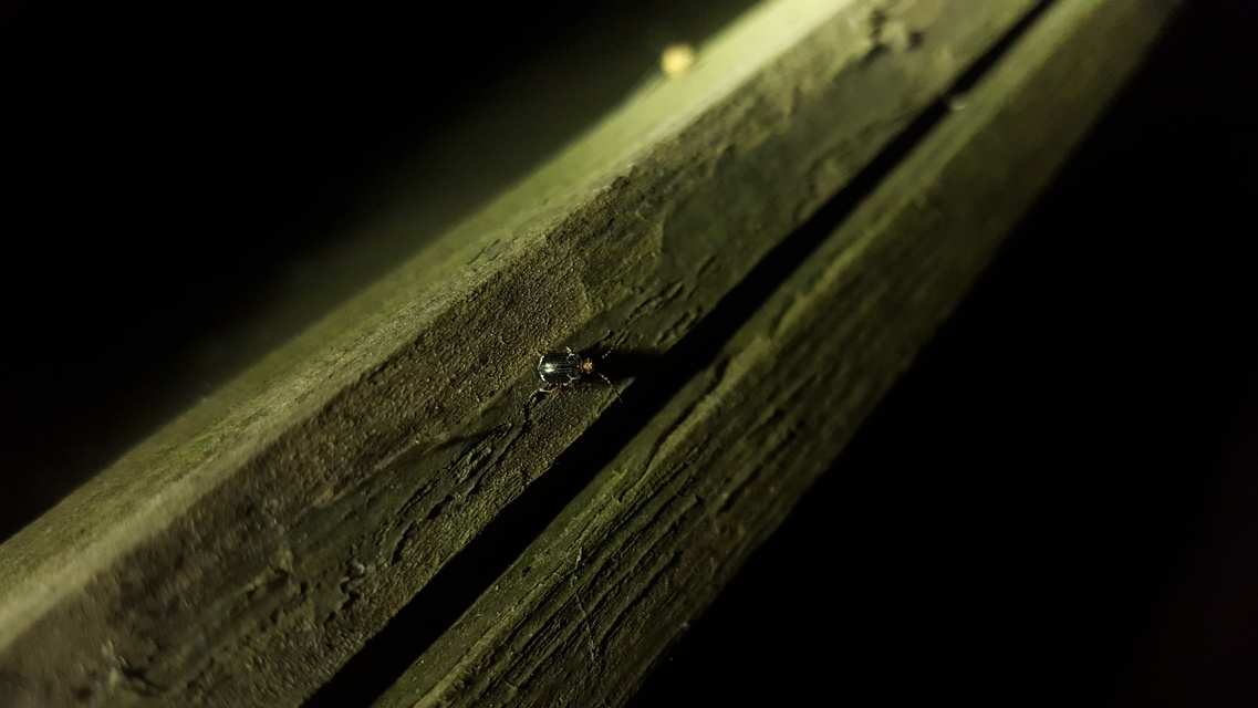 Ptinus variegatus