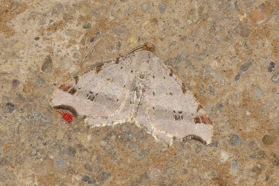 Macaria alternata - közönséges szürkearaszoló