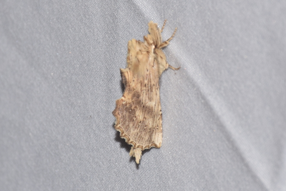 Pterostoma palpina - csőrös púposszövő