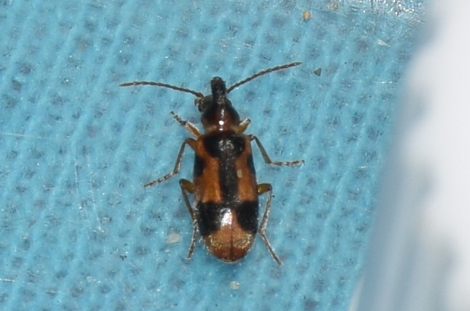 Notoxus monoceros - sárgahasú nyakszarvúbogár