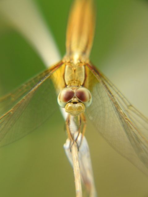 Crocothemis erythraea - skarlát szitakötő