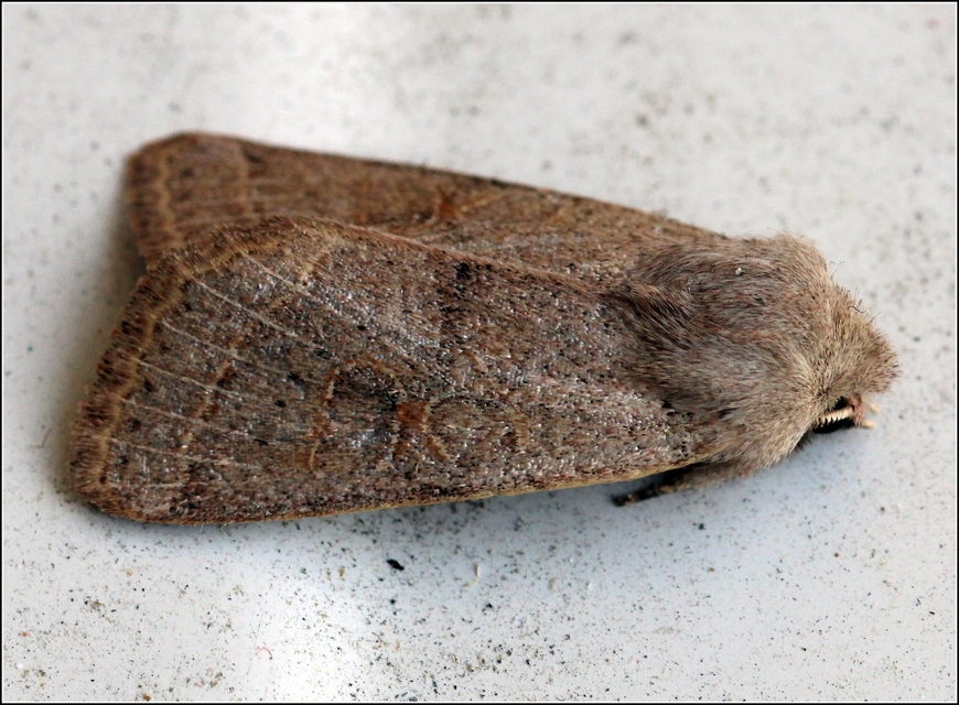 Orthosia cerasi - közepes barkabagoly
