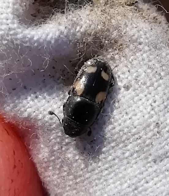 Glischrochilus quadrisignatus - amerikai fénybogár Glischrochilus quadrisignatus - amerikai fénybogár