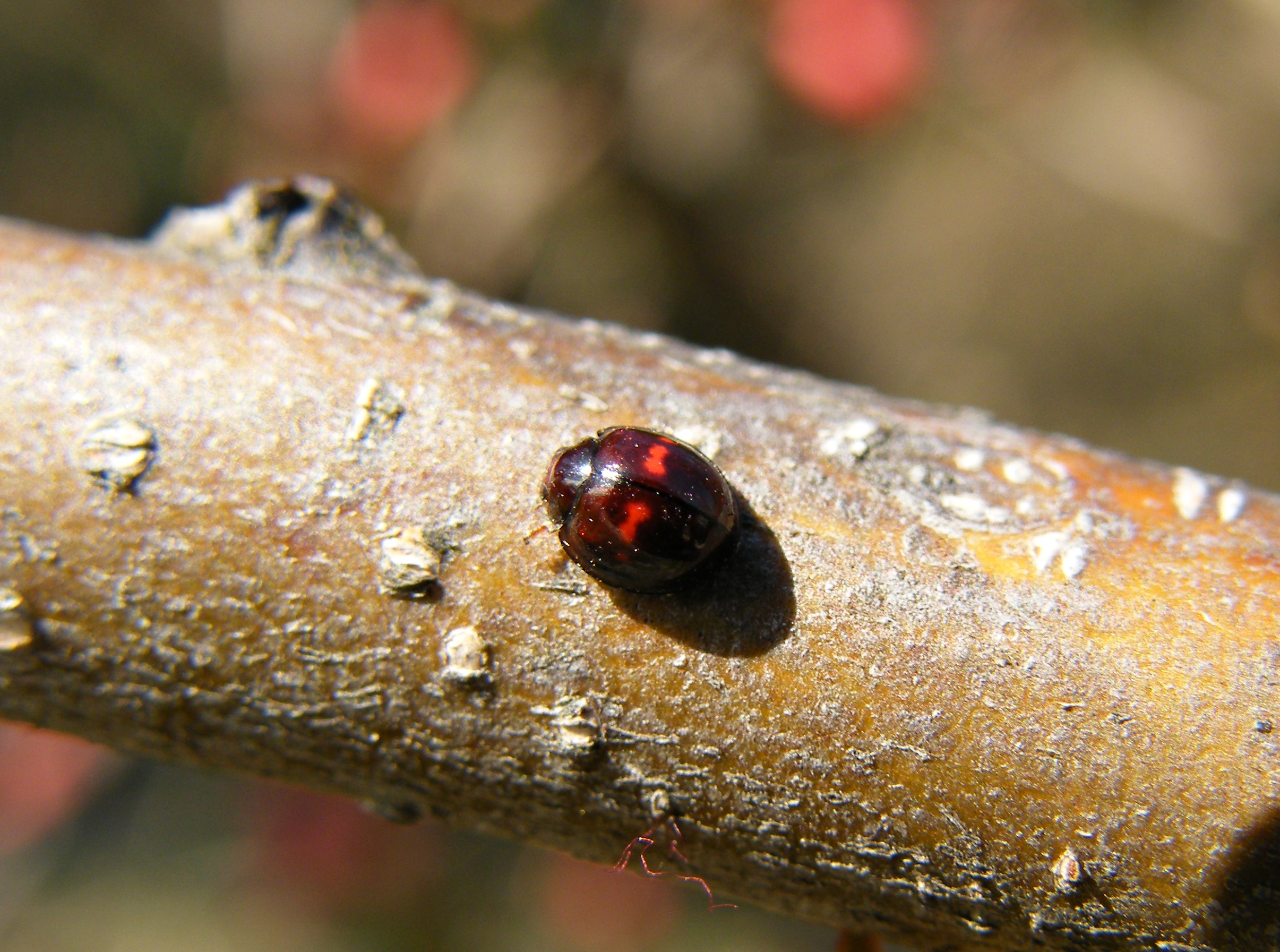 Chilocorus bipustulatus - szalagos szerecsenkata