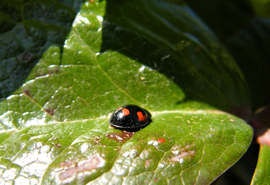 Exochomus quadripustulatus - négyfoltos szerecsenkata