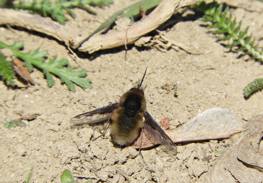 Bombylius major - szegélyes pöszörlégy