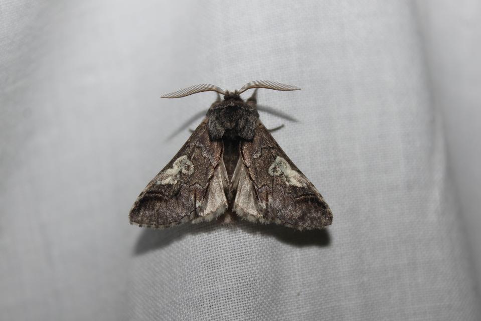Diloba caeruleocephala - őszi kékesbagoly