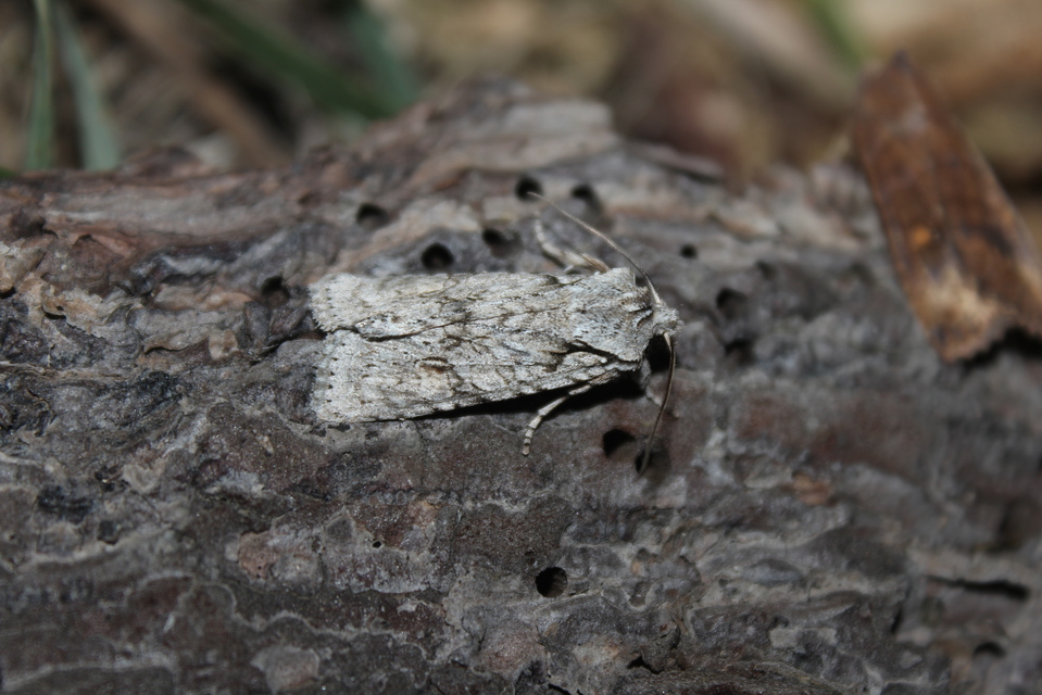 Lithophane ornitopus - közönséges fabagoly