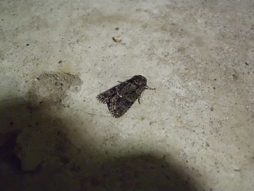 Acronicta rumicis - sóska-szigonyosbagoly