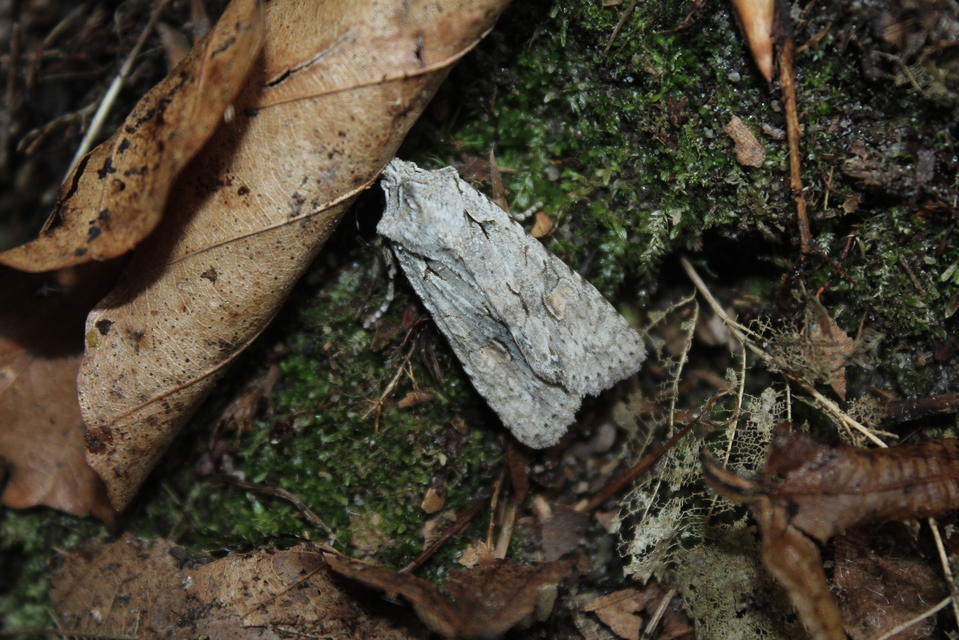 Lithophane ornitopus - közönséges fabagoly
