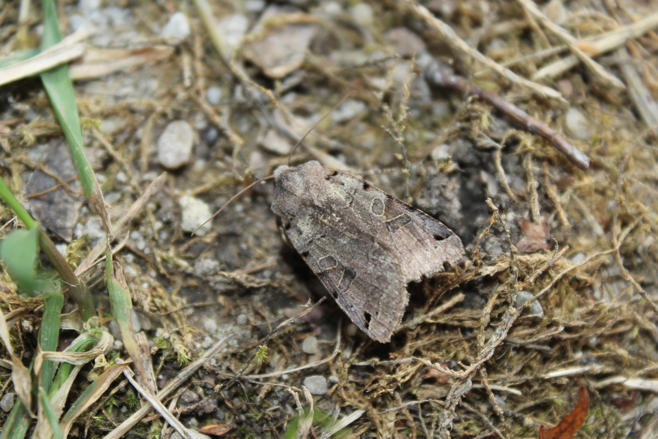 Anchoscelis litura - tarka őszibagoly