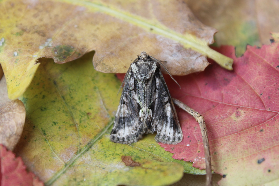 Allophyes oxyacanthae - galagonyabagoly