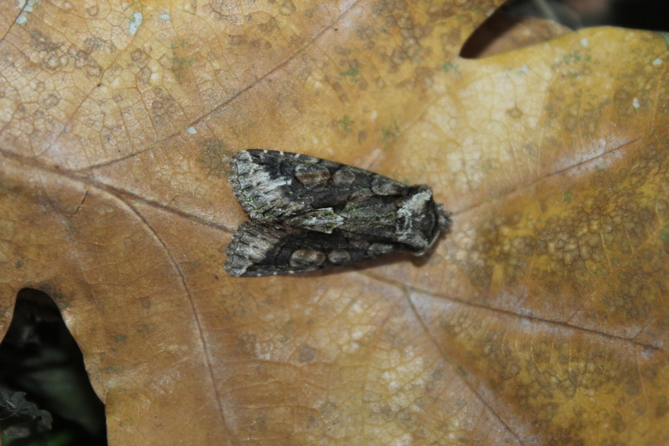 Allophyes oxyacanthae - galagonyabagoly