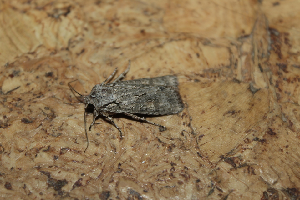Lithophane ornitopus - közönséges fabagoly