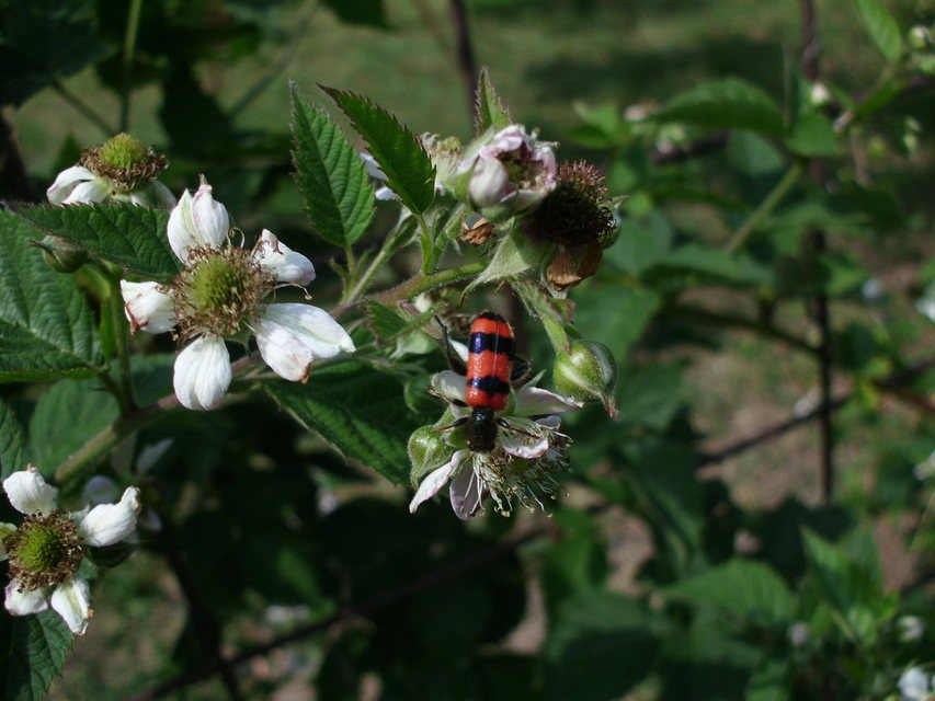 Trichodes apiarius - szalagos méhészbogár
