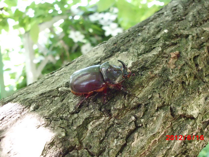 Oryctes nasicornis - orrszarvú bogár