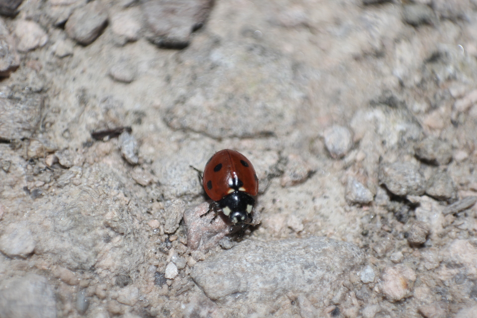 Coccinella septempunctata - hétpettyes katica