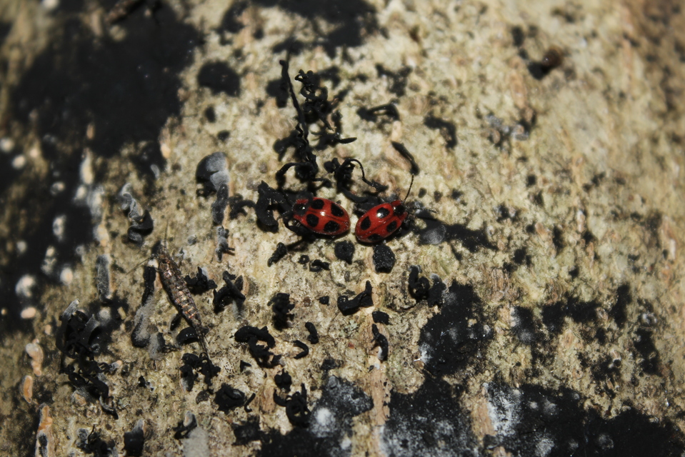 Endomychus coccineus - négypettyes álböde
