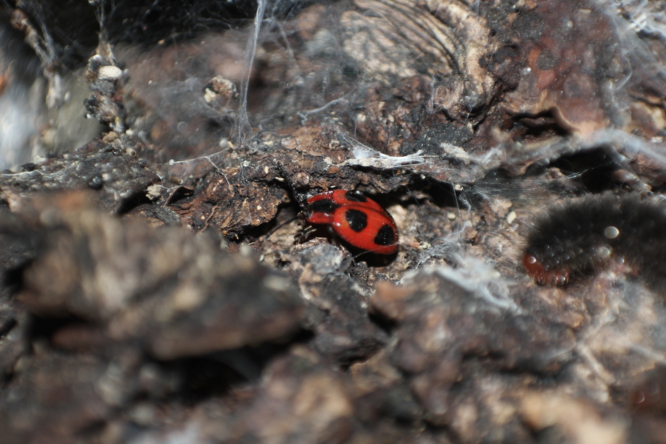 Endomychus coccineus - négypettyes álböde