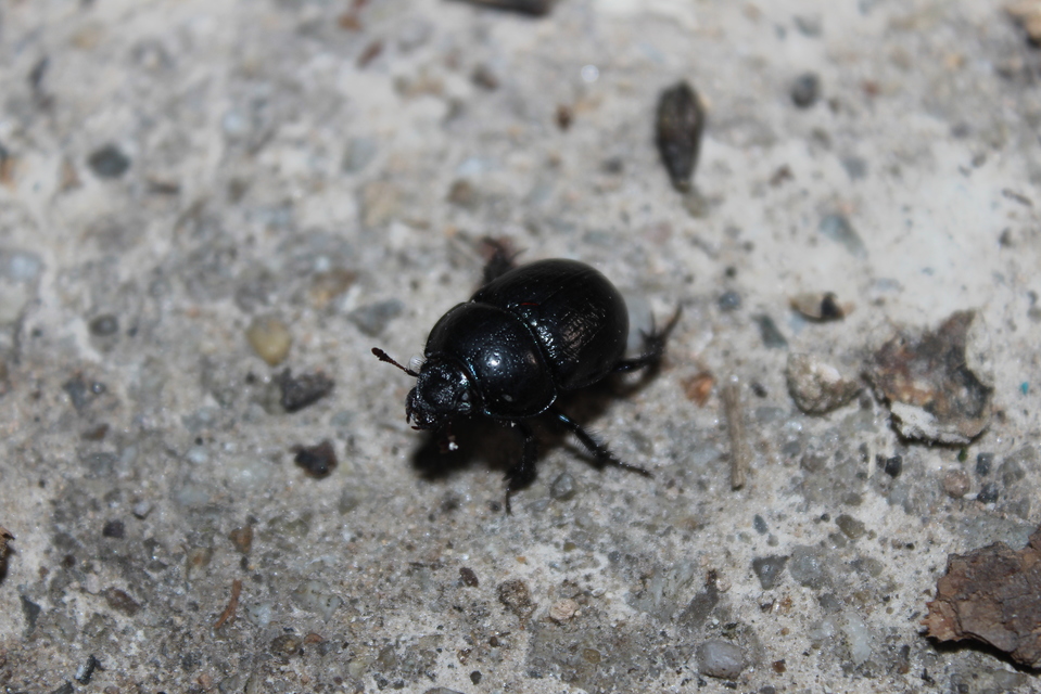 Anoplotrupes stercorosus - erdei álganéjtúró