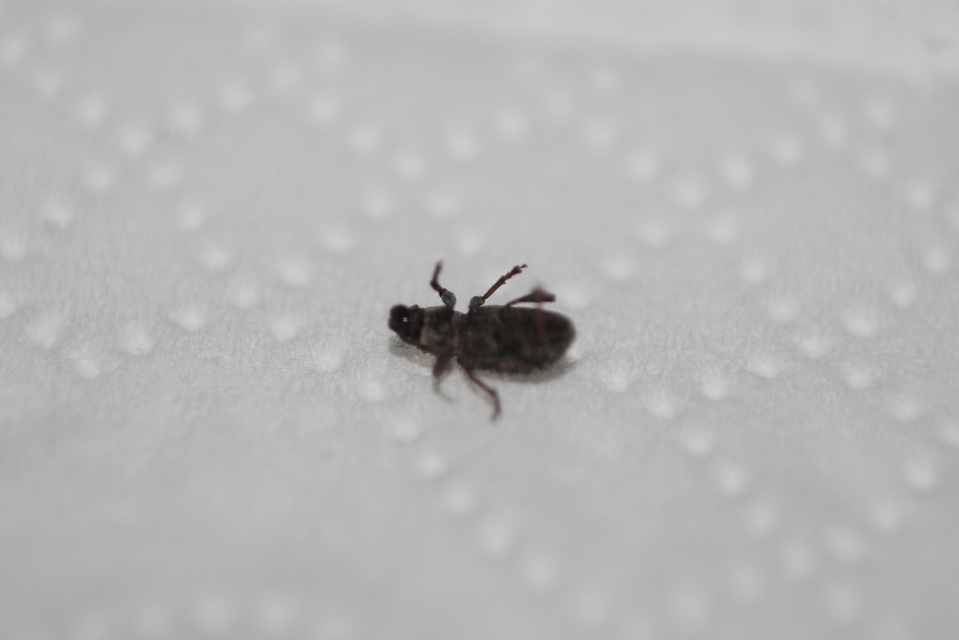 Sitona hispidulus - szőrös csipkézőbogár