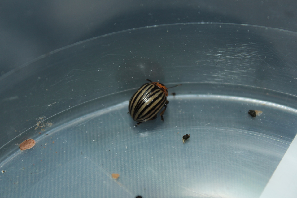 Leptinotarsa decemlineata - burgonyabogár