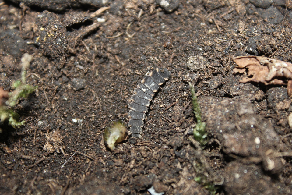 Lampyris noctiluca - nagy szentjánosbogár