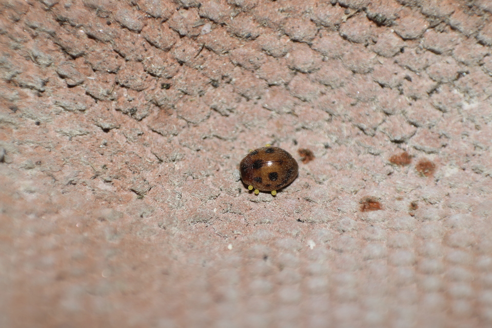 Cynegetis impunctata - pázsitfűböde